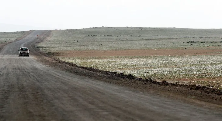 Las lluvias en el desierto de Atacama provocaron consecuencias inesperadas y hermosas
