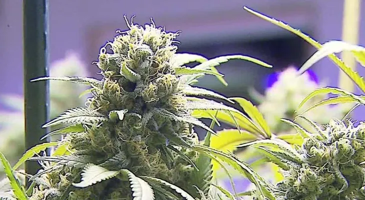 Congresista republicano revela cómo la marihuana le ayuda a combatir la artritis