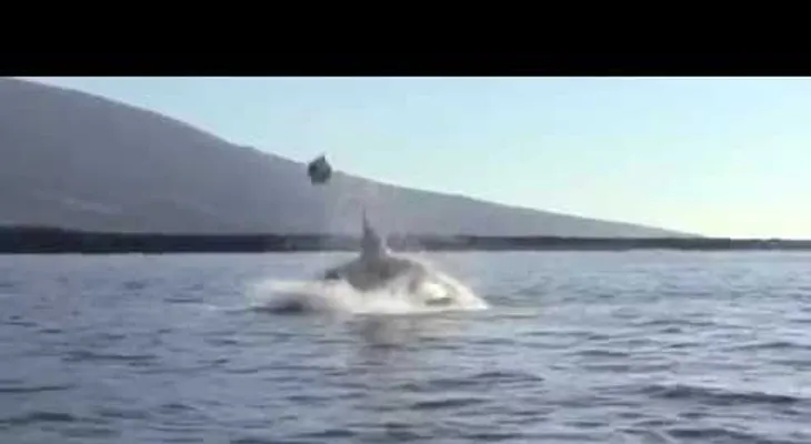 Llegan a ver un espectáculo de orcas y se encuentran con la tortura de una tortuga (VIDEO)