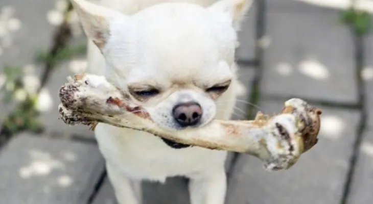 Estos 8 alimentos que comemos son aptos para compartir con nuestro perro