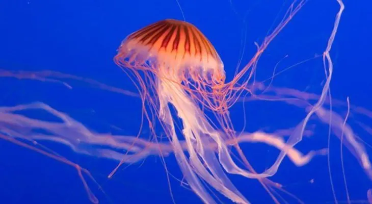 Identifican los genes relacionados con el veneno en tres especies de medusas