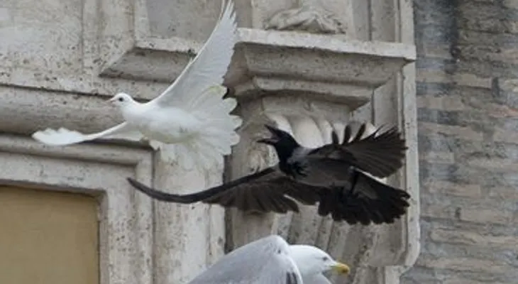 Aves atacan a dos palomas de la paz liberadas al lado del Papa
