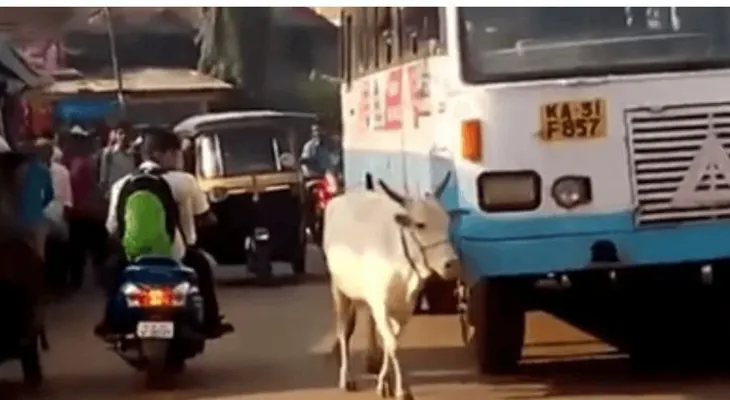 Este bus mató su hijo hace 4 Años. La vaca lo espera a diario? y hace esto !