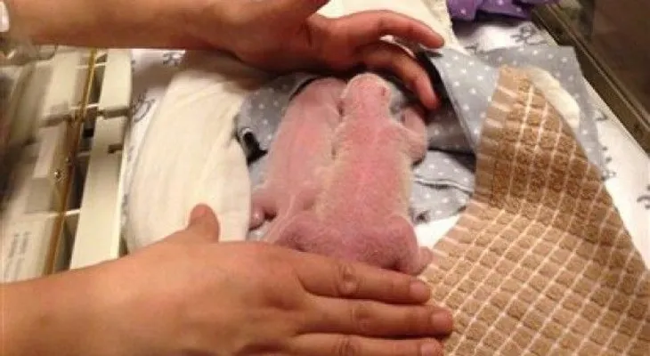 Panda da a luz a dos cachorros en zoológico de Toronto