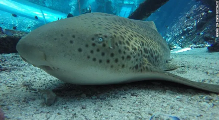 Este tiburón cebra sorprendió a los científicos al procrear sin necesidad de una pareja