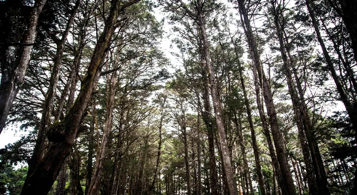 Costa Rica: de bananas y café a innovación social y ambiental