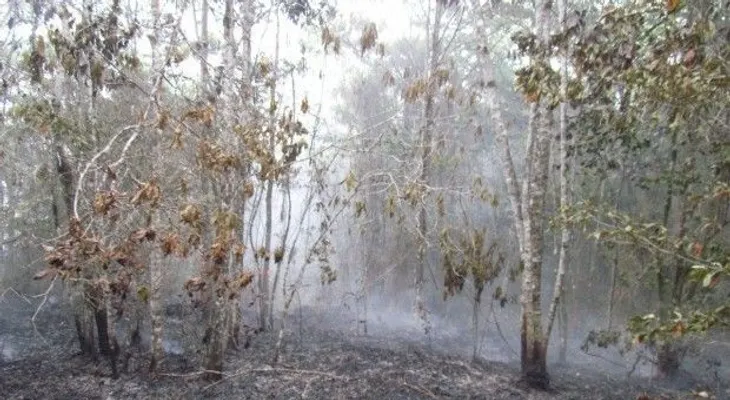 4 de las mil tareas afectadas por fuego en Miranda, son de Falcondo