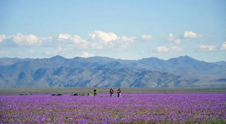 Inesperado fenómeno en Chile: desierto más árido del mundo se cubre de flores