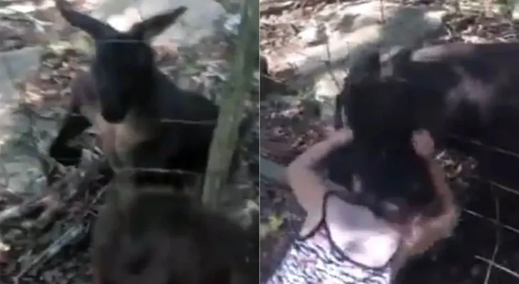 El brutal ataque de un canguro a una niña en un parque animal