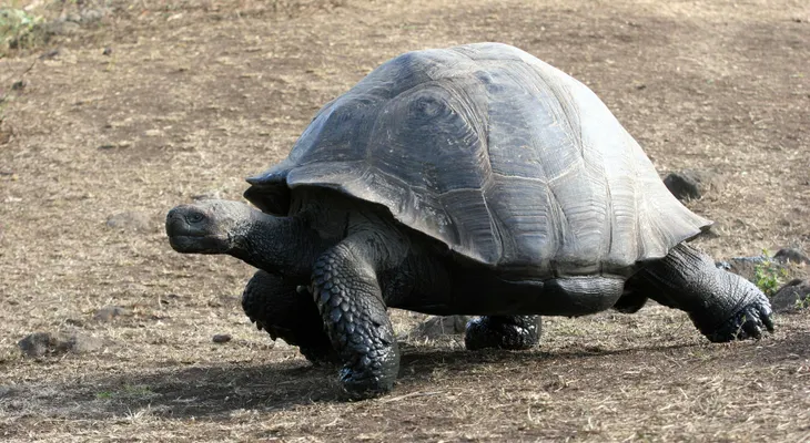 Cinco especies latinoamericanas entre el top 10 de las especies de 2015