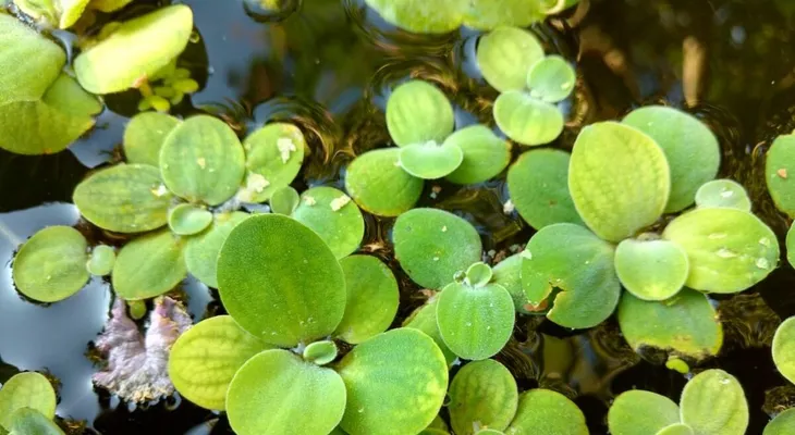 Los 43 mejores remedios naturales