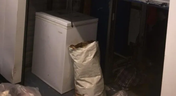 Encuentran 40 gatos congelados en un contenedor comprado en una subasta