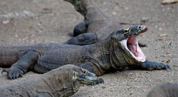 Un dragón de Komodo mordió a un turista "excesivamente curioso" en Indonesia