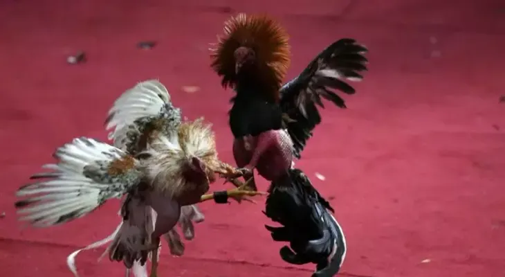 Dos muertos y tres heridos en un tiroteo durante una pelea de gallos en Hawaii