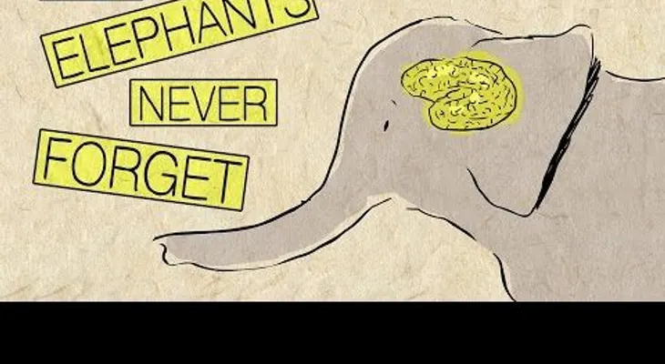 Por qué los elefantes tienen buena memoria? (Video) 