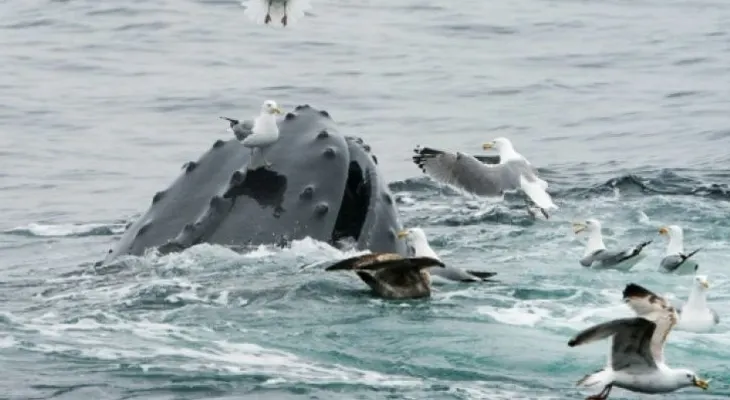 Muere una ballena en Tailandia después de tragarse 80 bolsas de plástico