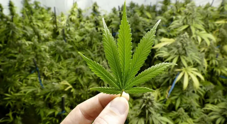 El medicamento a base de cannabis que reduce las convulsiones epilépticas