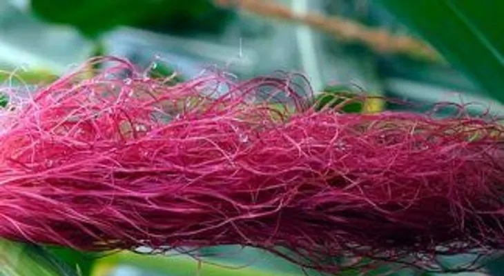 Si vez un maíz con los pelos rojizo, tómalo rápido y no te arrepentirás