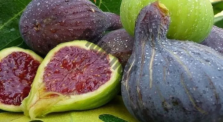 Higos: la solución para la diabetes, colesterol y trigliceridos
