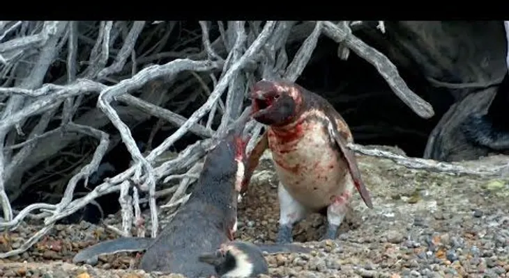 Le pegan los "cuernos" a un pingüino y mira su reacción 