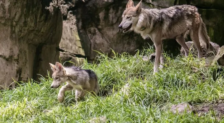 El lobo mexicano: recuperado de la extinción, pero aún en riesgo