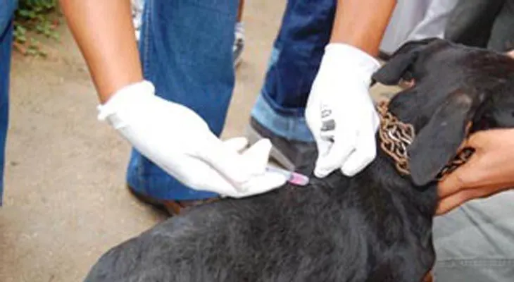 Salud Pública continúa vacunación de perros y gatos