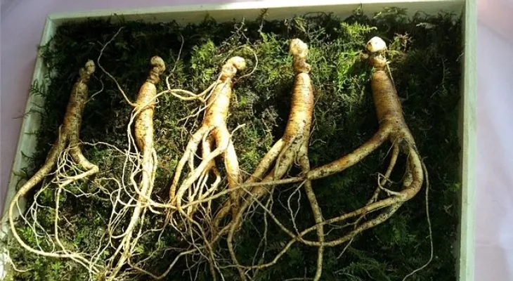 5 hierbas naturales que mejoran  tu sexualidad