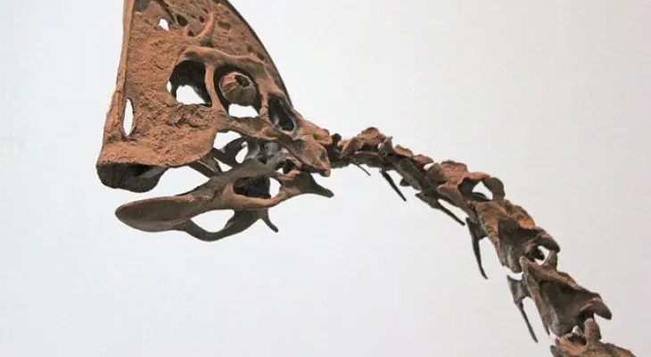 Descubren nueva especie de dinosaurio con pico de pato