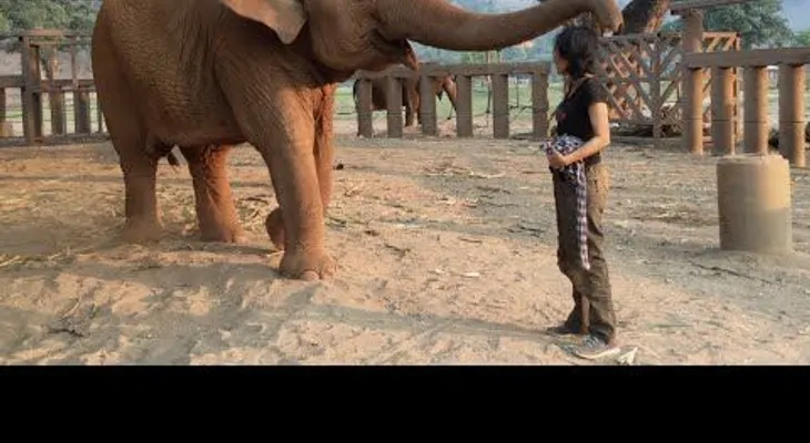 Elefante se duerme cuando le cantan