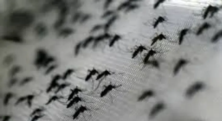 Hallan mosquitos portadores del zika en Miami Beach
