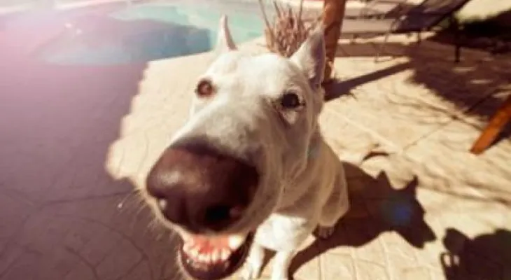 Tu perro te engaña ¡Descubre el por qué!