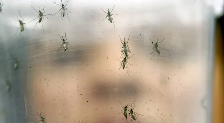 El MIC hará jornada para evitar propagación mosquito transmisor Dengue, Zika y Chikungunya