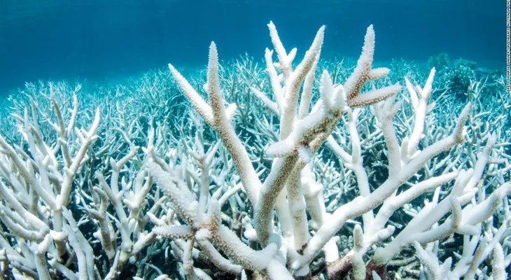 El calentamiento global está matando a la Gran Barrera de Coral, según estudio
