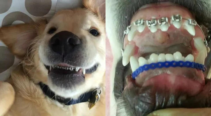 ¿Por qué este perro tiene frenos dentales?