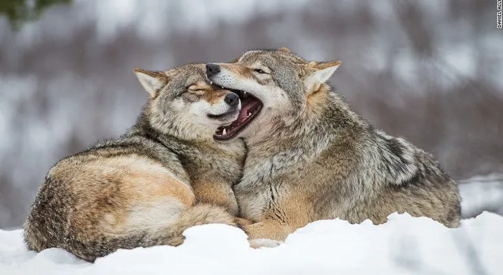 El parque donde los visitantes duermen con lobos
