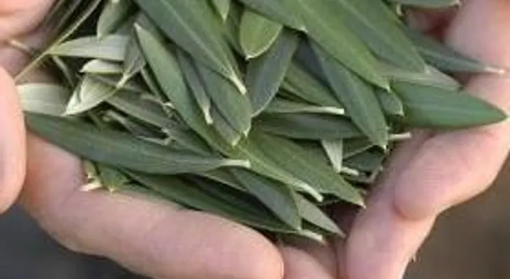 Conoce la hoja BENDECIDA que te saca la grasa, cura insomnio, meningitis, neumonía, presión arterial, alzheirmer...