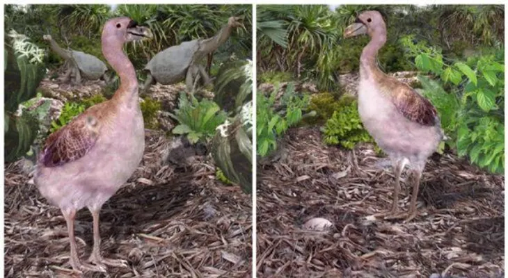 Científicos uruguayos reconstruyen especie de ave gigante extinguida