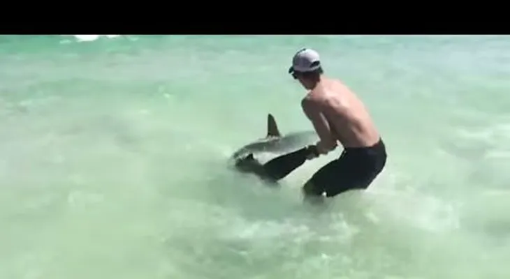 Estos valientes chicos no vacilaron en salvar al tiburón herido (VIDEO)
