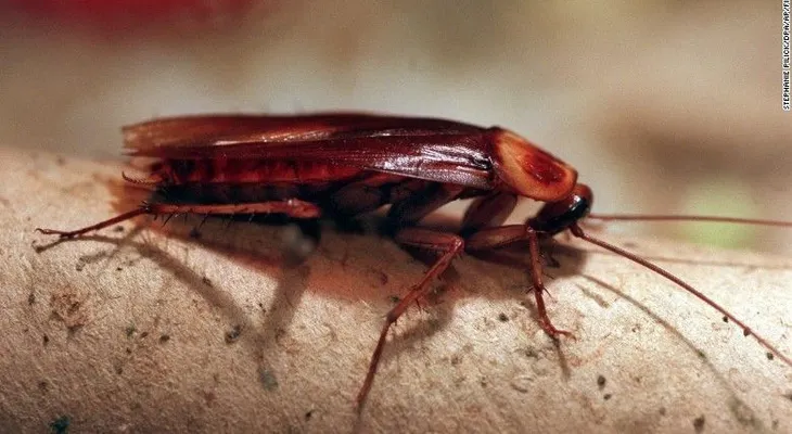 A mujer india se le incrustó una cucaracha en la cabeza