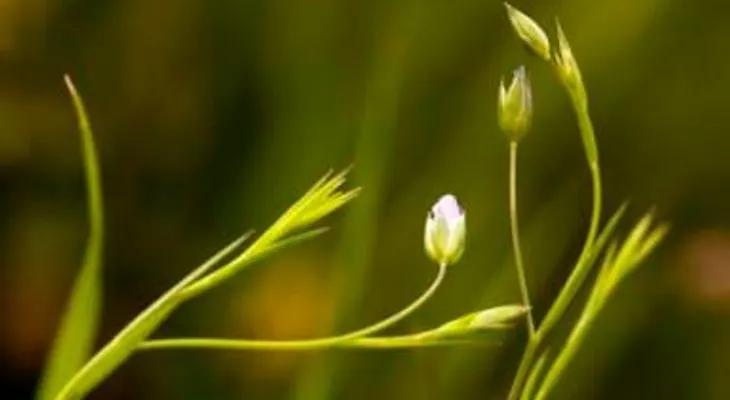 Linaza: adelgaza, desintoxica y protege