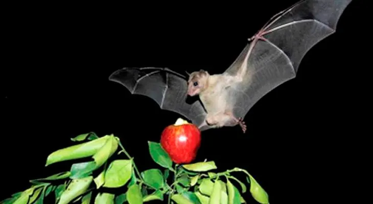 El murciélago hembra ofrece comida a cambio de sexo, lo revela un estudio