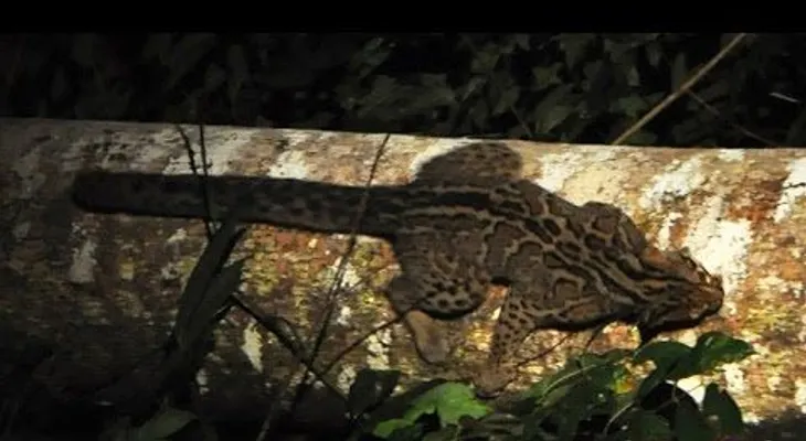 Uno de los gatos más misteriosos del mundo, captado por una cámara en China (VIDEO)