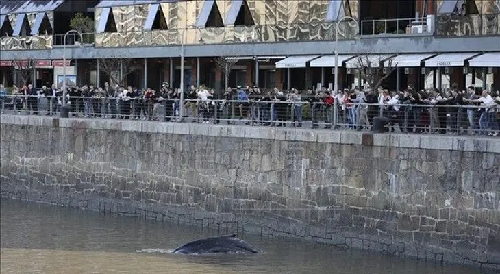 Aparece una joven ballena jorobada en Buenos Aires