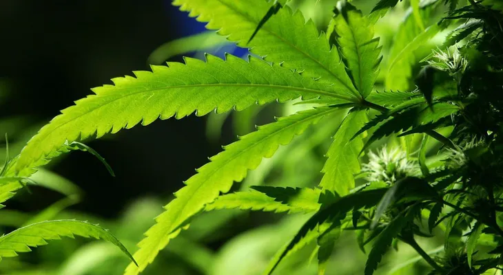 Peña Nieto propone legalizar la marihuana con fines medicinales en México