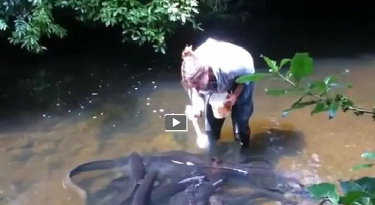 Mujer le da comida a las anguilas, y mira lo que pasa....