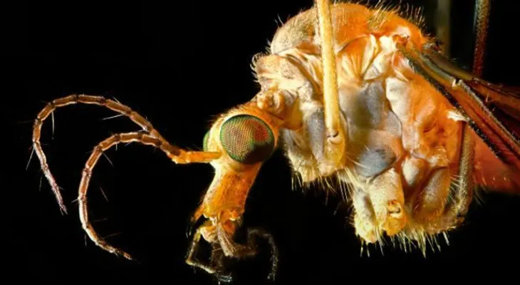 Así es el mosquito causante del zika, el dengue y la chikungunya