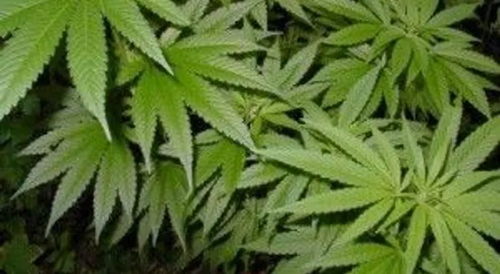 Dican apresa hombre con 50 libras de marihuana en un vehículo