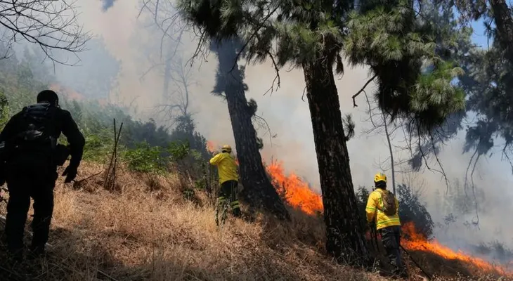 Ambientalistas piden al Gobierno liderar lucha contra el terrorismo ambiental en áreas protegidas