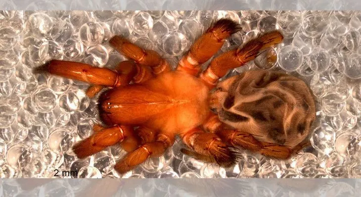 Hallan una nueva especie de araña gigante con características sorprendentes en Chile