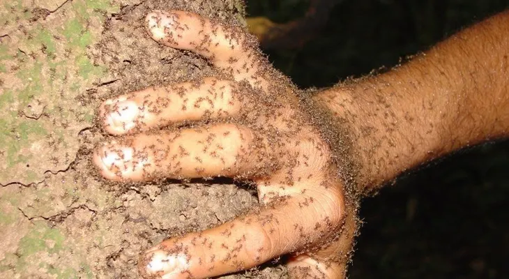 Una mujer murió tras ser atada a un árbol plagado de hormigas